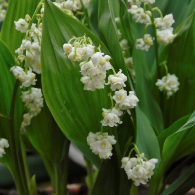 Convallaria majalis Plena, Liljekonvalj, P9cm