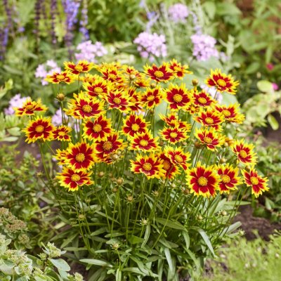 Coreopsis grandiflora Solar Jewel ®