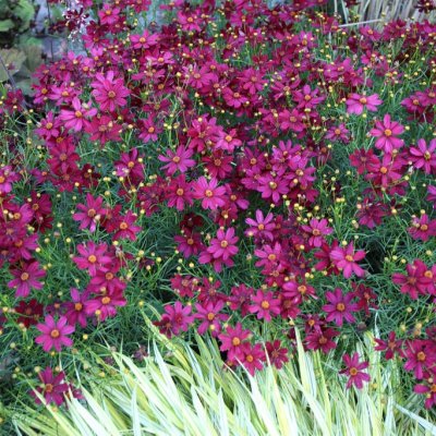 Coreopsis verticillata Red Satin ®, Höstöga, C11cm