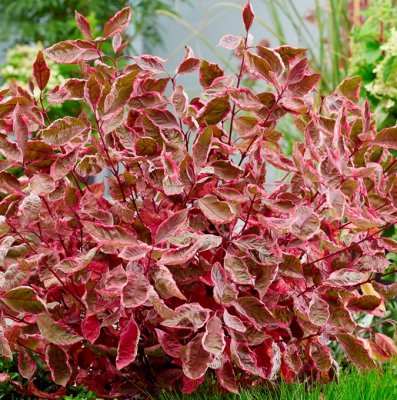 Cornus alba Miracle ® (Verpaalen2), Rysk Kornell, 40-50 C3,5