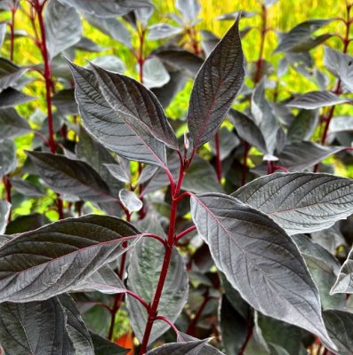 Cornus alba Nightfall, Kornell