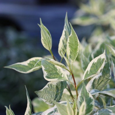 Cornus alba Ivory Halo ® / Bailhalo, Kornell, 40-50 C3