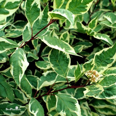 Cornus alba Ivory Halo ® / Bailhalo, Kornell, 40-50 C3