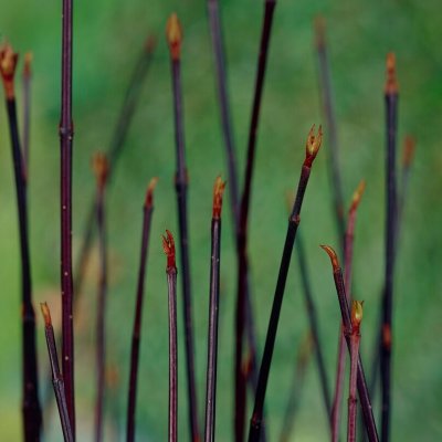 Cornus alba Kesselringii, Rysk Kornell