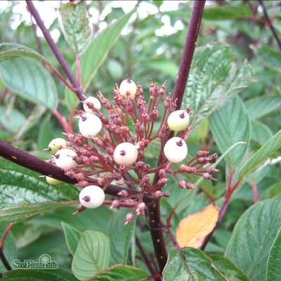 Cornus alba Kesselringii, Rysk Kornell, busk co