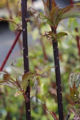 Cornus alba Kesselringii, Rysk Kornell, busk co