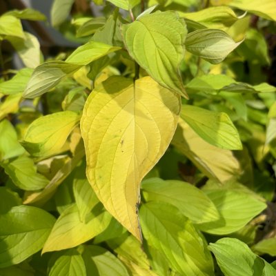 Cornus alba Neon Burst ®
