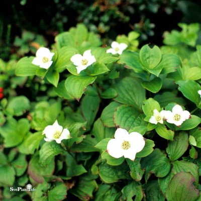 Cornus canadensis, Amerikanskt Hönsbär, P9cm