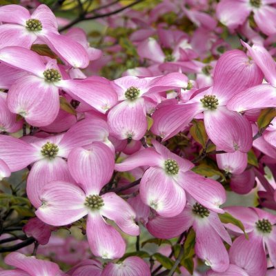 Cornus florida Cherokee Sunset (Sunset), Blomsterkornell