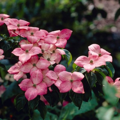Cornus kousa Beni-fuji, Koreansk Blomsterkornell, 60-80 C5