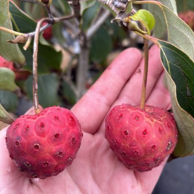Cornus kousa Bultinck´s Giant Flower