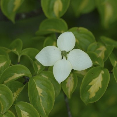 Cornus kousa Gold Star