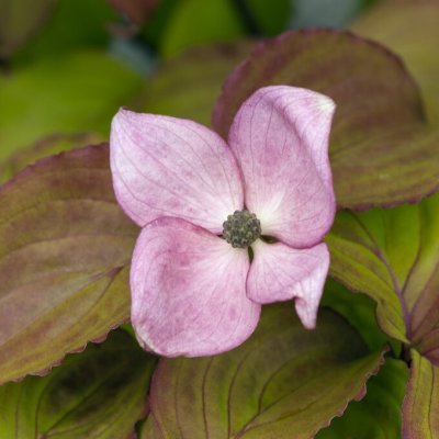 Cornus kousa Heart Throb