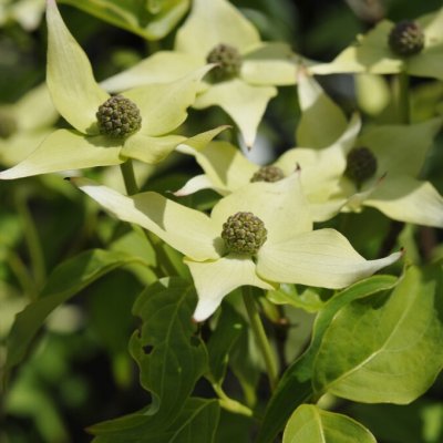 Cornus kousa Norman Haddon, Koreansk Blomsterkornell