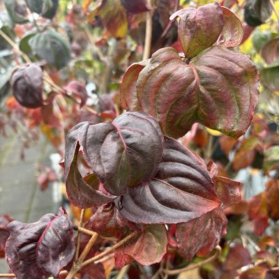 Cornus kousa Satomi ®