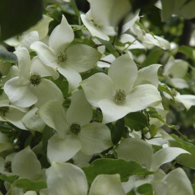 Cornus kousa var. chinensis, Kinesisk Blomsterkornell