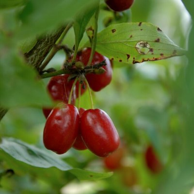 Cornus mas Jolico, Körsbärskornell, 60-80 C5