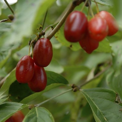 Cornus mas Schönbrunner Gourmet Dirndl