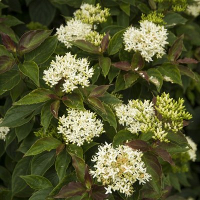 Cornus pumila