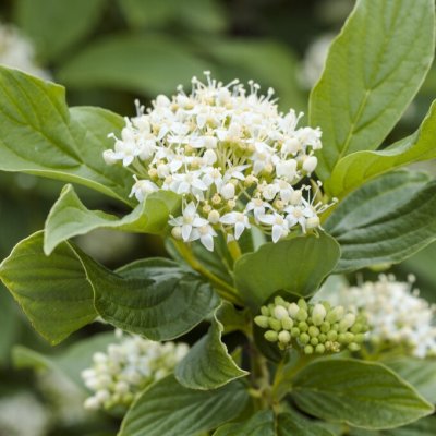 Cornus sericea Budd´s Yellow