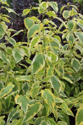 Cornus sericea Hedgerow´s Gold, Kornell, 50-60 C3
