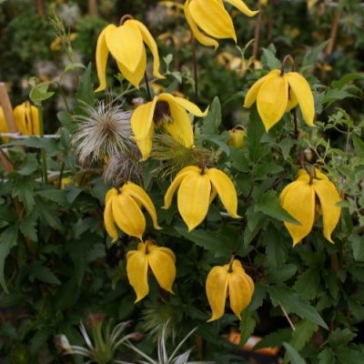 Clematis tangutica Corry