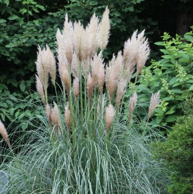 Cortaderia selloana Patagonia, Pampasgräs, C10