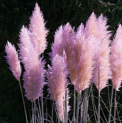 Cortaderia selloana Rosea, Pampasgräs, P9cm