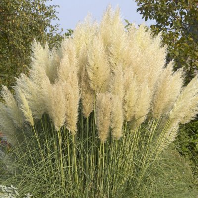 Cortaderia selloana White Feather