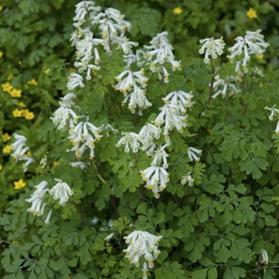 Corydalis ochroleuca, Blekgul Nunneört