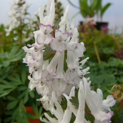 Corydalis solida Anne-Marie, Stor Nunneört, P9cm