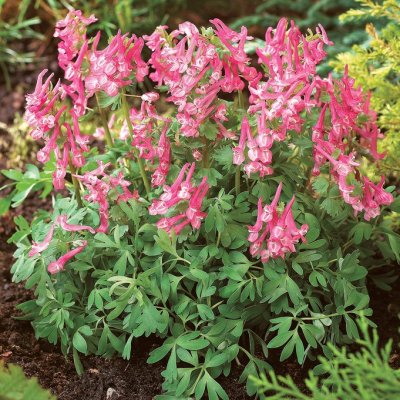 Stor Nunneört Corydalis solida Beth Evans 5st