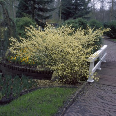 Corylopsis spicata, Skenhassel, 30-40 C3