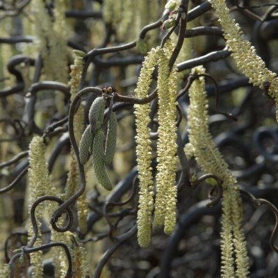 Corylus avellana Contorta, Ormhassel
