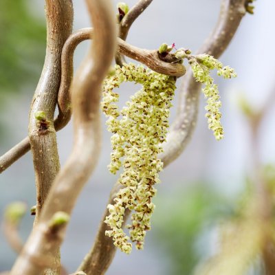 Corylus avellana Medusa, Ormhassel