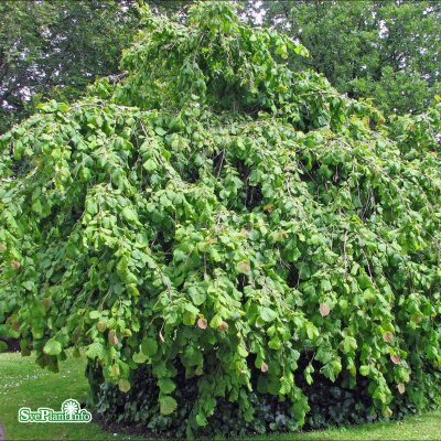 Corylus avellana Pendula, Hänghassel, 200 stam C30