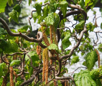 Corylus avellana Scooter