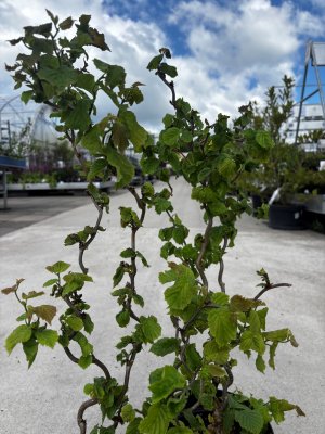 Corylus avellana Scooter2