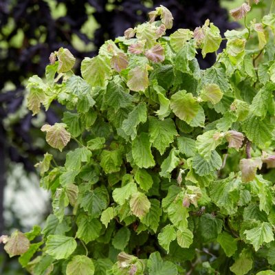 Corylus avellana Twister, Ormhassel, 50-60 C5