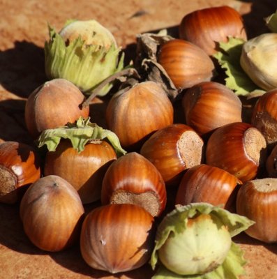 Corylus Barcelona Eckige, Hasselnöt