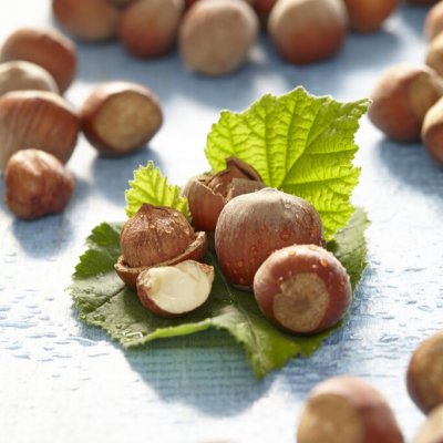 Corylus Englische Riesen, Hasselnöt