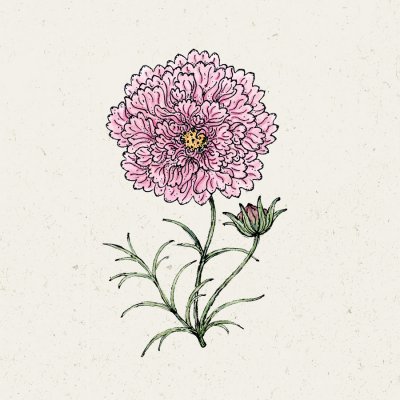Rosenskära, Double Click Rose Bonbon
