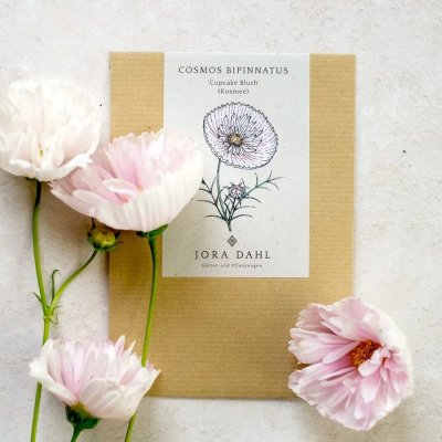 Rosenskära, Cupcake Blush