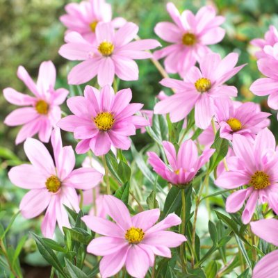 Cosmos peucedanifolius Flamingo 1st