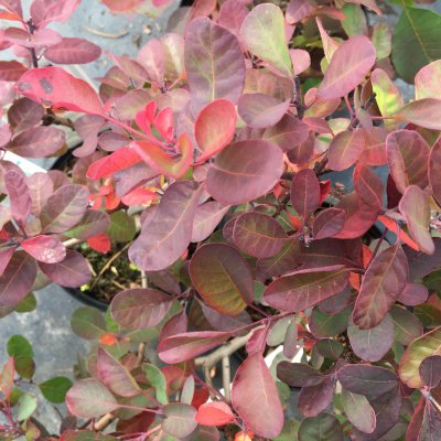 Cotinus coggygria Red Spirit ®, Perukbuske, 25-30 C2