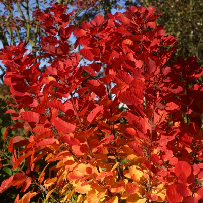 Cotinus coggygria Flamissimo ®, Perukbuske