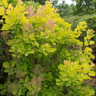 Cotinus coggygria Golden Spirit / Ancot ®, Perukbuske