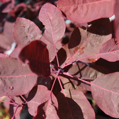 Cotinus coggygria Grace, Perukbuske, 80-100 C7,5