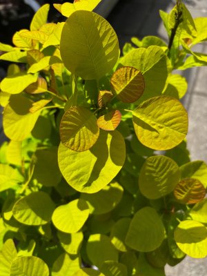 Cotinus coggygria Lemon Lady ®
