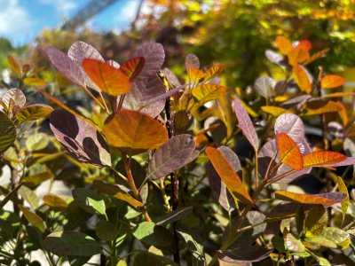 Cotinus coggygria Magical Purple ®